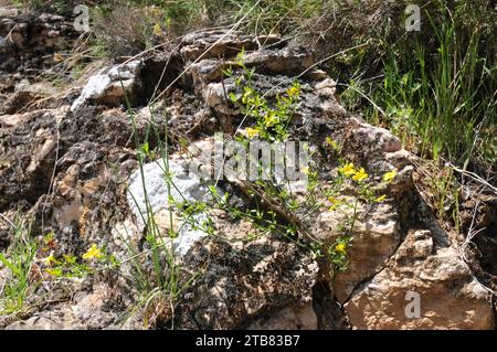 Wild jasmine (Jasminum fruticans) is a shrub native to Mediterranean Basin. This photo was taken in Sierra de Guara Natural Park, Huesca province, Ara Stock Photo