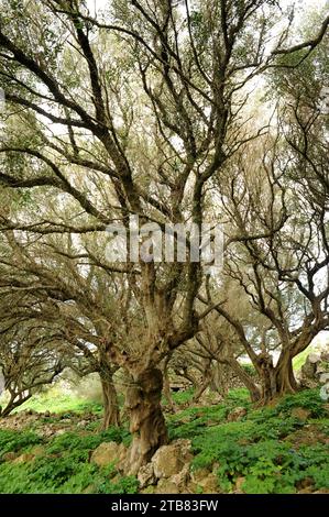 Wild olive (Olea europaea sylvestris or Olea europaea oleaster) is a shrub or small tree native to Mediterranean Basin. This photo was taken in Menorc Stock Photo
