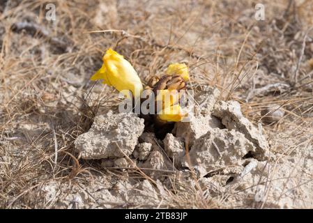 Yellow broomrape (Cistanche phelypaea) is a parasitic plant native to eastern Mediterranean Basin. This photo was taken in Sorbas, Almeria province, A Stock Photo