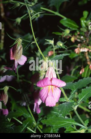 Chinese foxglove (Rehmannia angulata) is an ornamental, medicinal and perennial herb native to China. Flower detail. Stock Photo