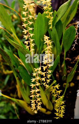 Variable maxillaria (Maxillaria variabilis) is an orchid native to Central and North America from Mexico to Panama. Stock Photo