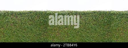 Green ivy hedge or hedgerow isolated on white background as panorama Stock Photo