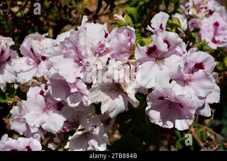 Pink Pelargonium on the  Isla del Sol, Bolivia. Stock Photo