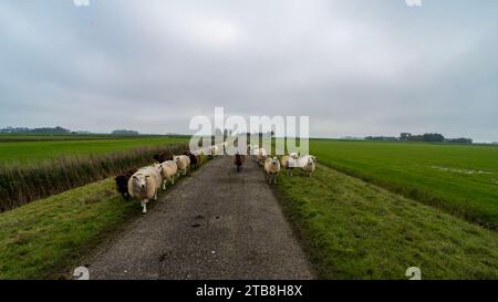 Sheep on the road near Ternaard, the Netherlands Stock Photo