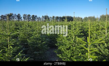 Plantation with green christmas firs Stock Photo