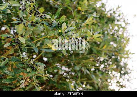 Black olives ripen on trees among dense green foliage Stock Photo