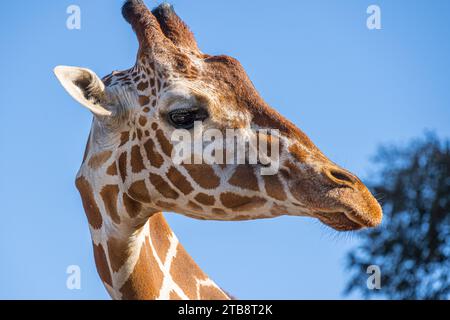 Giraffe (Giraffa camelopardalis) close-up at the Zoo Atlanta African Savanna habitat in Atlanta, Georgia. (USA) Stock Photo
