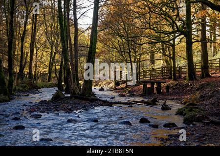 The Dearden Brook flows rapidly though woodland in autumn in Dearden Clough, Edenfield, Lancashire. Stock Photo