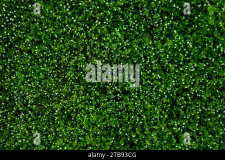 Spring grass texture with flowers, top view on field Stock Photo