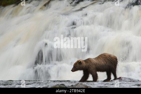 Brown bear (Ursus arctos gyas) stands near a waterfall in Pavlof Harbor, while fishing for sockeye salmon Stock Photo