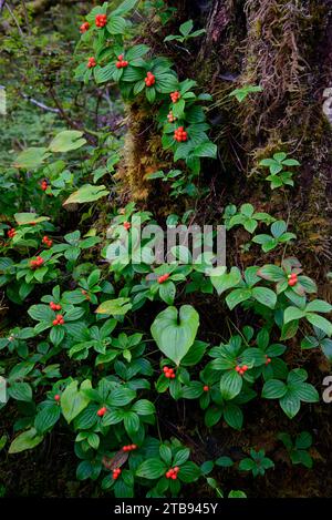 Bunchberries (Cornus canadensis) in the rainforest of Alaska; Petersburg, Inside Passage, Alaska, United States of America Stock Photo