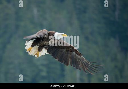 Bald eagle (Haliaeetus leucocephalus) in flight with a forest in the background, near Petersburg, Inside Passage, Alaska, USA Stock Photo