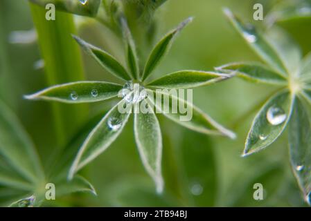 Raindrops on a lupine leaf; Alaska, United States of America Stock Photo