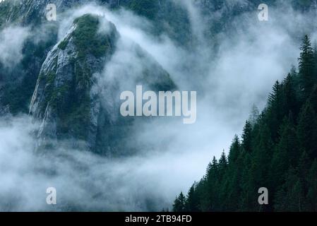 Morning fog on a mountainside in the Tracy Arm-Fords Terror Wilderness Area in Tracy Arm of Inside Passage, Alaska, USA Stock Photo