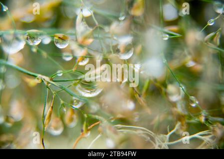 Close-up of rain drops on a plant; Alaska, United States of America Stock Photo