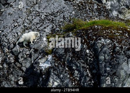Mountain goat (Oreamnos americanus) walking across a cliff face in Glacier Bay National Park and Preserve in Inside Passage, Alaska, USA Stock Photo