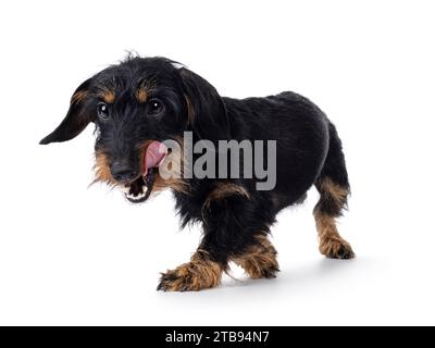 Cute black and tan Dachshund dog puppy, walking side ways with floppy ears. Tongue out, looking away from camera. Isolated on a white background. Stock Photo