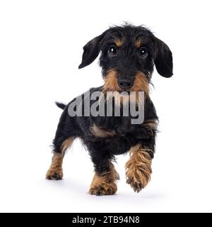 Cute black and tan Dachshund dog puppy, walking towards viewer. Looking straight to camera. Isolated on a white background. Stock Photo