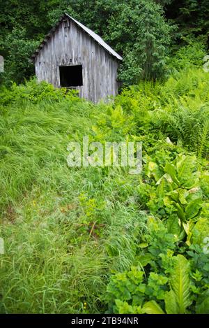 Old out building overgrown with plants; Petersburg, Inside Passage, Alaska, United States of America Stock Photo