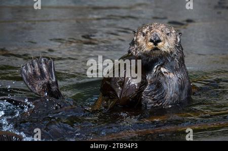 Close-up portrait of a swimming otter, off the Inian Islands; Inian Islands, Alaska, United States of America Stock Photo