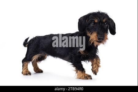 Cute black and tan Dachshund dog puppy, walking side ways. Looking beside camera. Isolated on a white background. Stock Photo