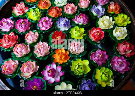 Vibrant coloured lotus flowers floating in a vase; Lhasa, Tibet Stock Photo