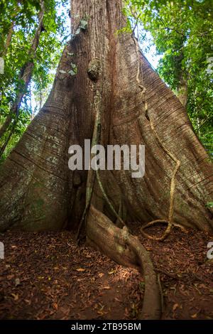Large Kapok tree (Ceiba pentandra) on Barro Colorado Island; Barro Colorado Island, Panama Stock Photo