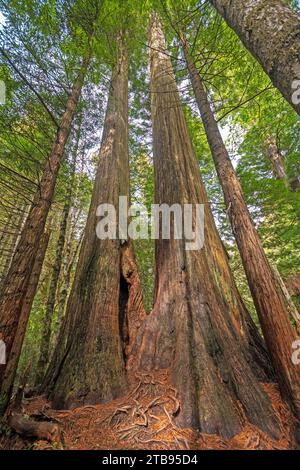 Gnarled Roots and Ancient Bark on Coastal Redwoods in Red Woods National Park in California Stock Photo