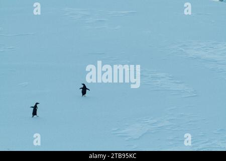 Adelie penguins (Pygoscelis adeliae) walk across ice in Antarctica; Antarctica Stock Photo