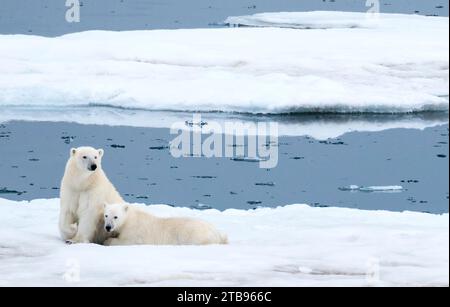 Polar bear (Ursus maritimus) and cub rest on pack ice; Storfjord, Svalbard, Norway Stock Photo
