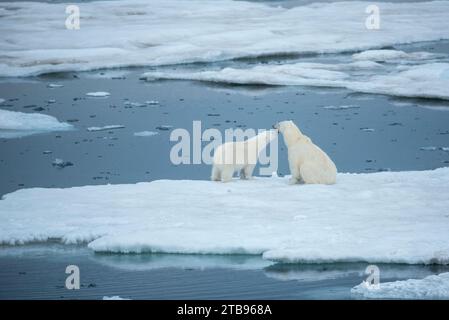 Polar bear (Ursus maritimus) cub nuzzles the face of its mother; Storfjord, Svalbard, Norway Stock Photo