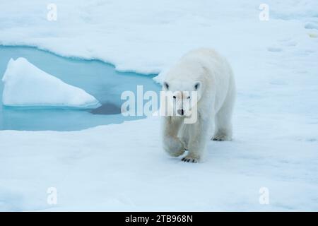 Polar bear (Ursus maritimus) strides confidently on an ice floe; Hinlopen Strait, Svalbard, Norway Stock Photo