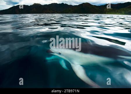 Dusky dolphins (Lagenorhynchus obscurus) swims in waters off the coast of New Zealand at Kaikoura; South Island, New Zealand Stock Photo