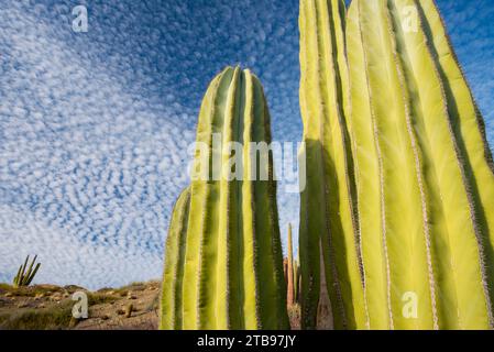 Close-up view of cacti against a cloud studded blue sky; Baja California, Mexico Stock Photo