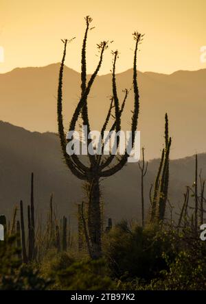 Boojum trees (Fouquieria columnaris) silhouetted at sunset at the northern end of the Sea of Cortez, near Bahia de Los Angeles Stock Photo