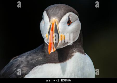 Close-up portrait of an Atlantic, or Common Puffin (Fratercula arctica) at Machias Seal Island; Cutler, Maine, United States of America Stock Photo