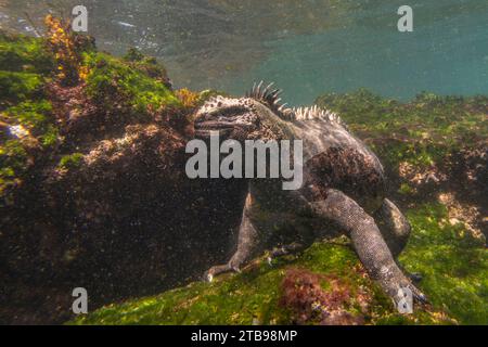 Marine Iguana (Conolophus subcristatus) feeding on algae off Fernandina Island; Fernandina Island, Galapagos Islands, Ecuador Stock Photo