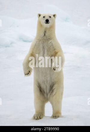 Young female Polar bear (Ursus maritimus) tanding on hind legs at the edge of the ice at 82 degrees north; Spitsbergen, Svalbard, Norway Stock Photo