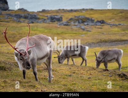 Grazing Svalbard reindeer (Rangifer tarandus platyrhynchus), a male and two females; Spitsbergen, Svalbard, Norway Stock Photo