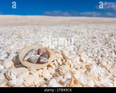 Detail of shells at Shell Beach in Western Australia near the Denham city Stock Photo