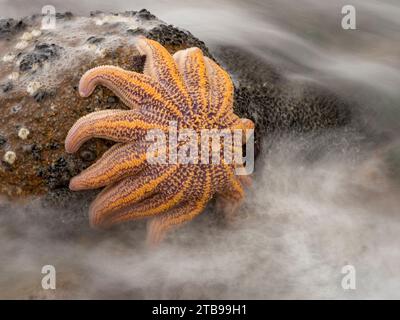 Starfish clings to a rock at low tide on Motukiekie beach; Greymouth, South Island, New Zealand Stock Photo