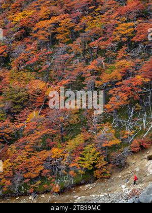 Views along the hiking trail to Mirador de Las Torres with peak fall color of southern beech trees in Torres del Paine National Park; Patagonia, Chile Stock Photo