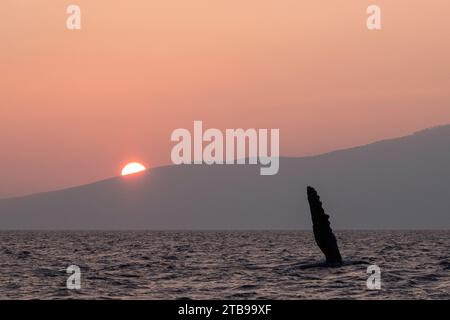 Humpback whale (Megaptera novaeangliae) pectoral fin slapping the water as the sun sets behind Lana'i; Maui, Hawaii, United States of America Stock Photo