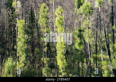 Some pine trees showing signs of regeneration after a wildfire burnt a forest in the Judea mountains, near Jerusalem, Israel. Stock Photo
