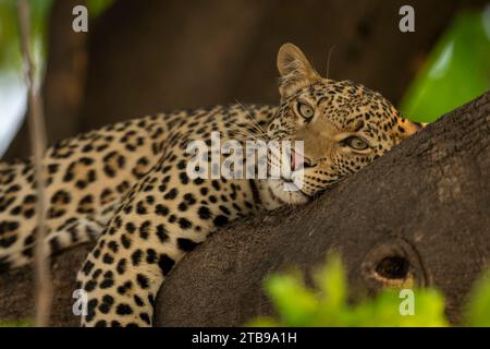 Portrait of a female leopard (Panthera pardus) lying in the shade with her head resting on a tree branch, staring at the camera in Chobe National Park Stock Photo
