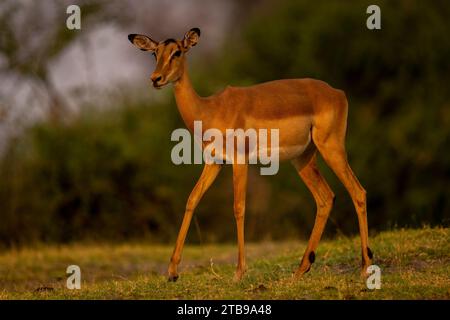 Close-up portrait of a female, common impala, (Aepyceros melampus) crossing grassy slope in Chobe National Park; Chobe, Bostwana Stock Photo