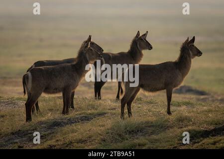 Four female, common waterbucks (Kobus ellipsiprymnus) standing on the savanna together, staring right in Chobe National Park; Chobe, Bostwana Stock Photo