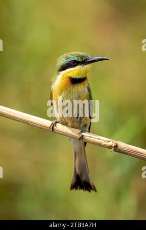 Close-up portrait of a Little bee-eater (Merops pusillus) with catchlight, perched on a diagonal twig in Chobe National Park; Chobe, Botswana Stock Photo