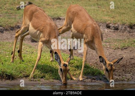 Close-up of two female, common impalas, (Aepyceros melampus) stand, drinking water in Chobe National Park; Chobe, Bostwana Stock Photo