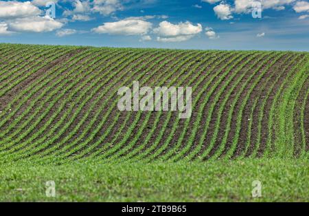 Lines of an early grain on a rolling hill with a blue sky and clouds; East of Airdrie, Alberta, Canada Stock Photo